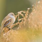 ~Bartmeise (Panurus biarmicus)~