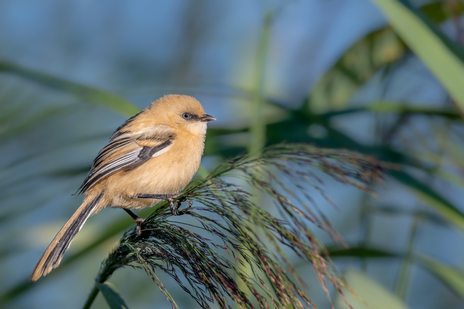 Bartmeise (Panurus biarmicus)