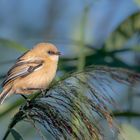 Bartmeise (Panurus biarmicus)