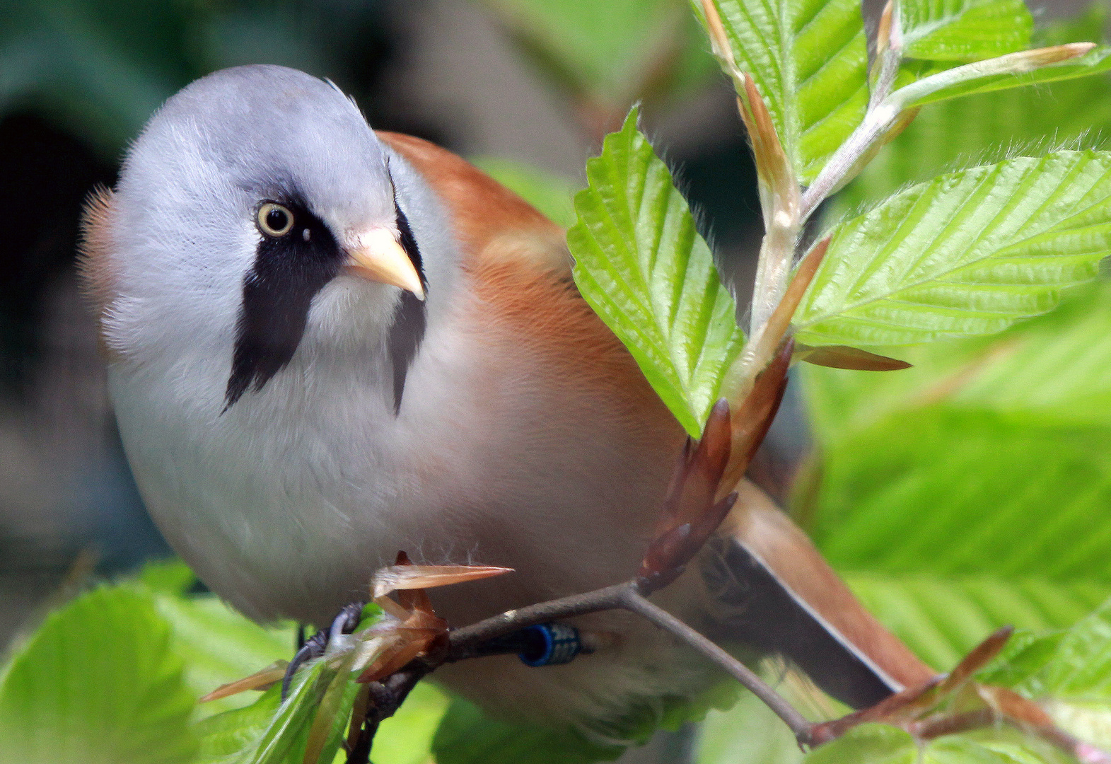 Bartmeise (Panurus biarmicus)