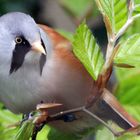 Bartmeise (Panurus biarmicus)