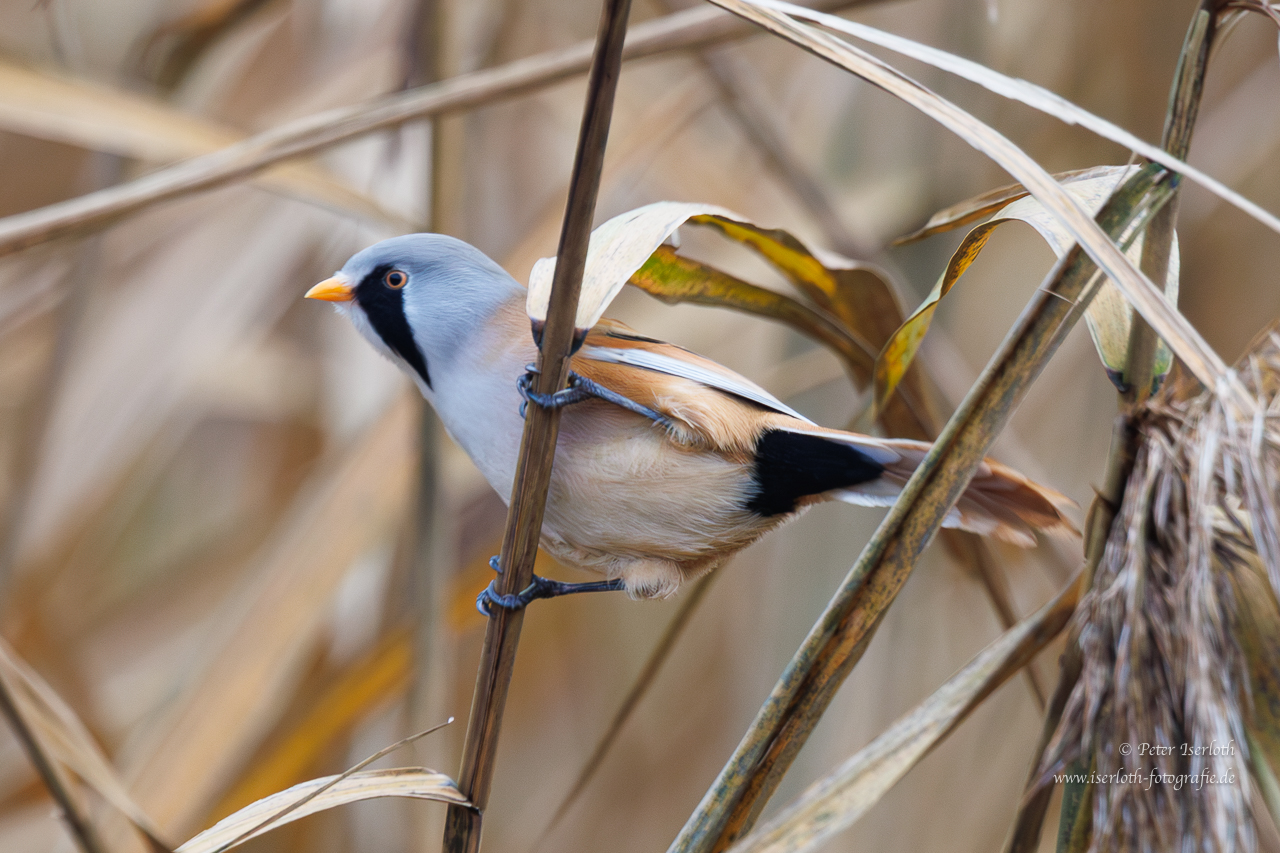 Bartmeise (Panurus biarmicus)