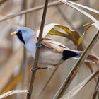 Bartmeise (Panurus biarmicus)