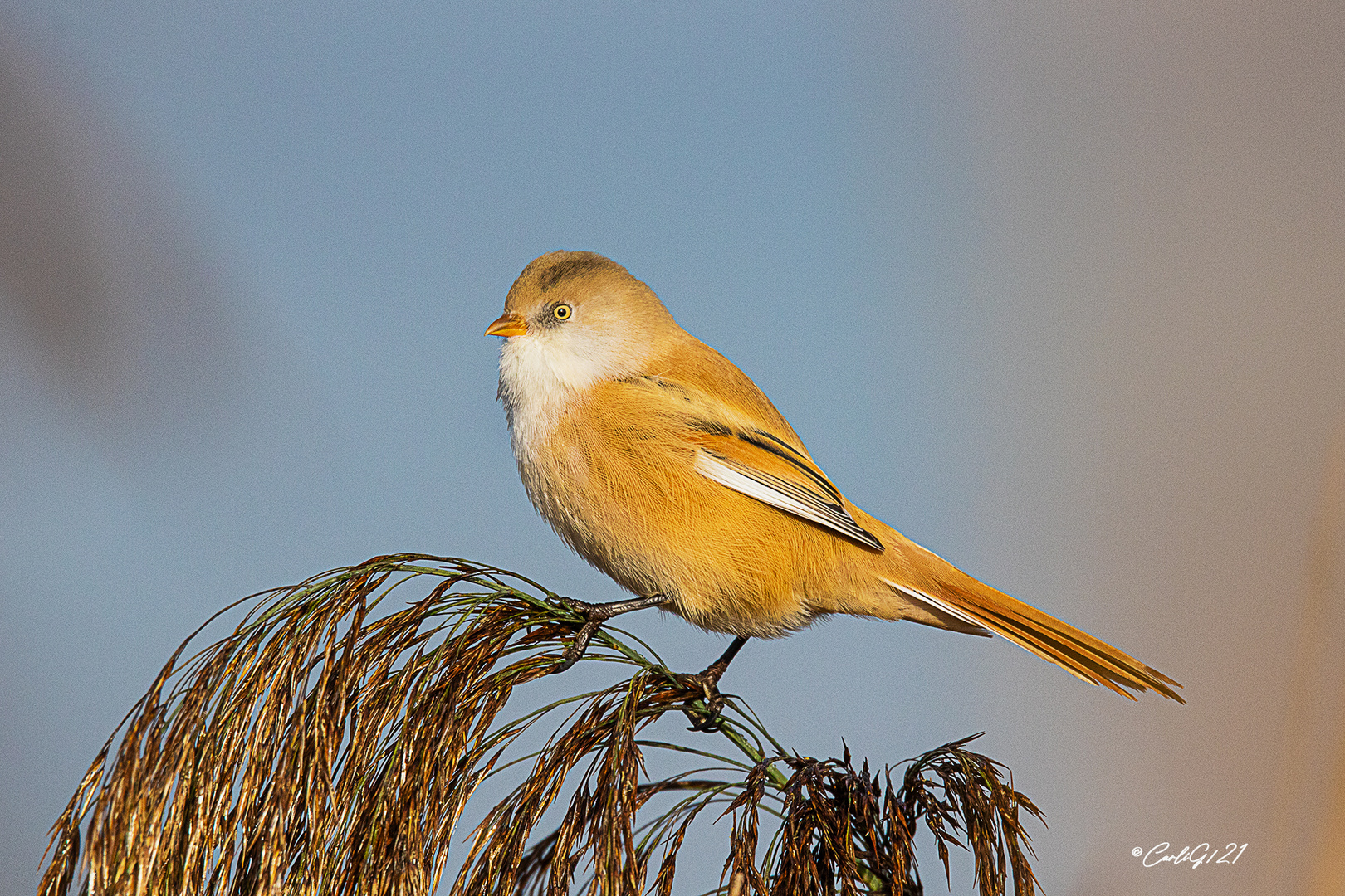 Bartmeise (Panurus biarmicus) 