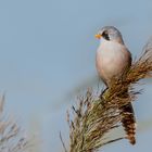 Bartmeise (Panurus biarmicus)