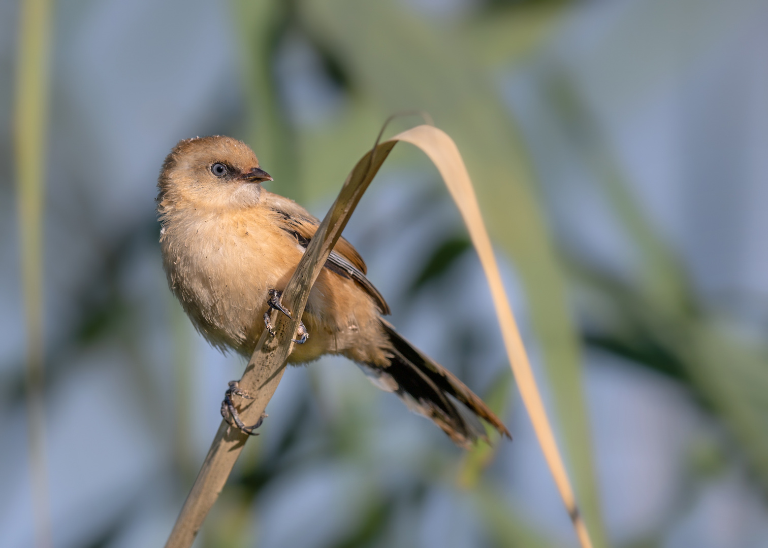 Bartmeise (Panurus biarmicus) 