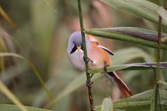 Bartmeise (Panurus biarmicus)