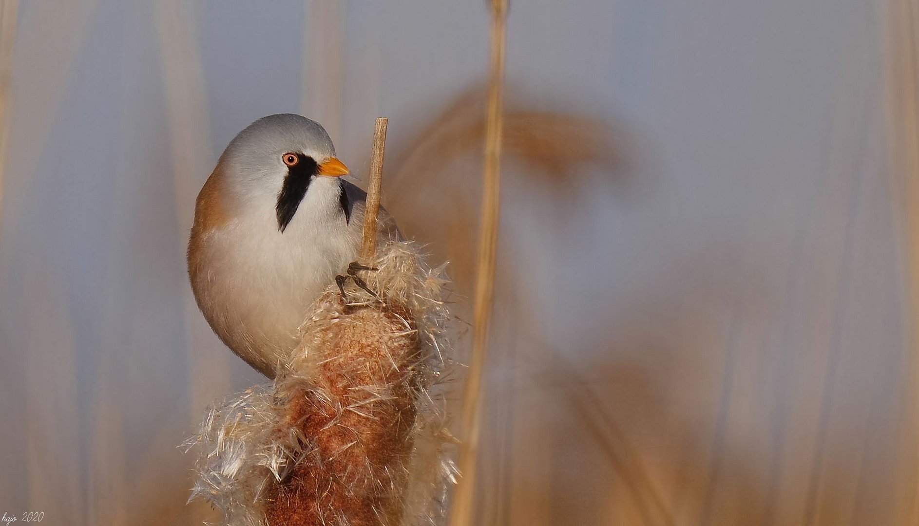 Bartmeise (Panurus biarmicus)