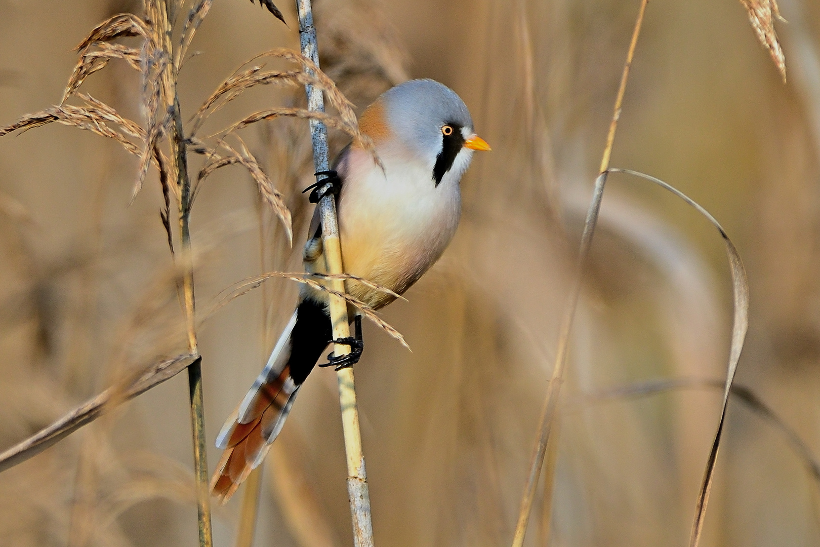 Bartmeise (Panurus biarmicus)