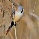 Bartmeise (Panurus biarmicus)