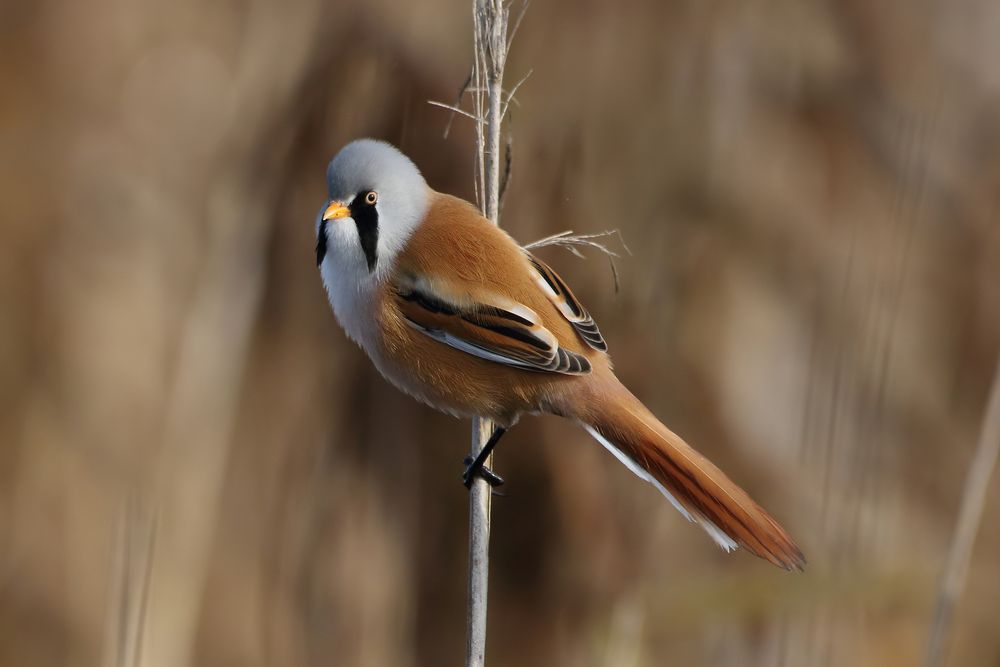 Bartmeise (Panurus biarmicus)