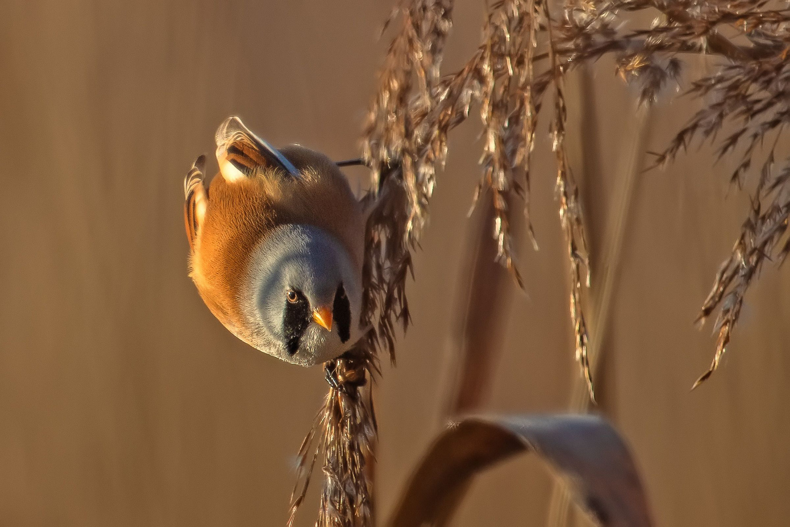 Bartmeise (Panurus biarmicus)