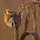 Bartmeise (Panurus biarmicus)