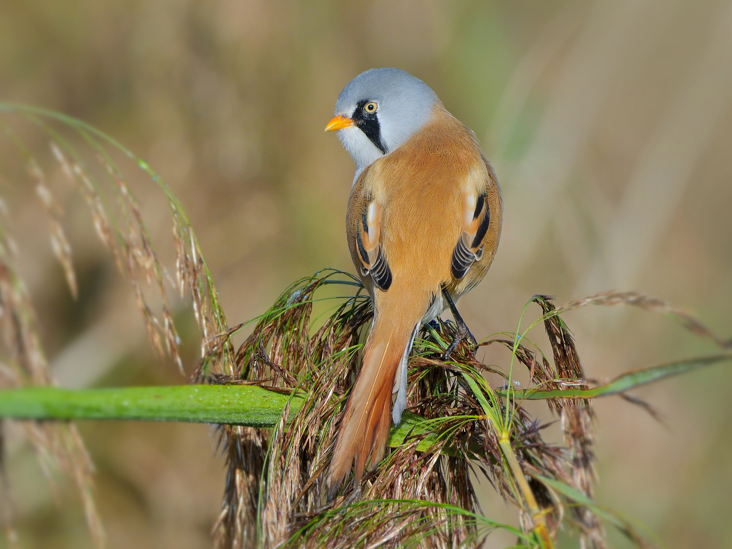 Bartmeise (Panurus biarmicus)