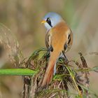 Bartmeise (Panurus biarmicus)