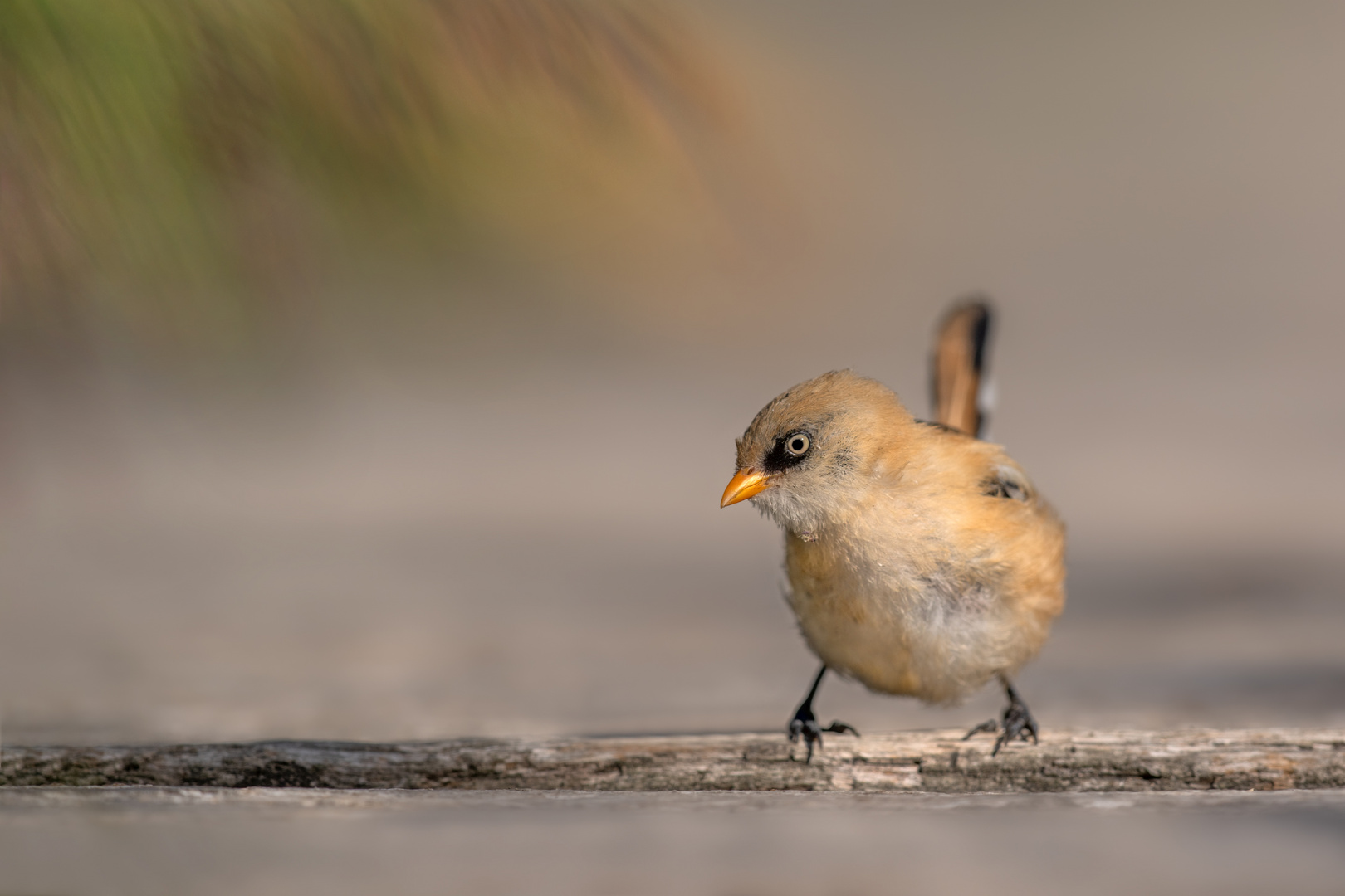 Bartmeise (Panurus biarmicus)