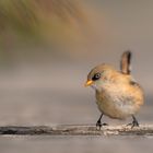 Bartmeise (Panurus biarmicus)