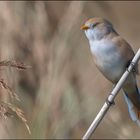 Bartmeise (Panurus biarmicus )