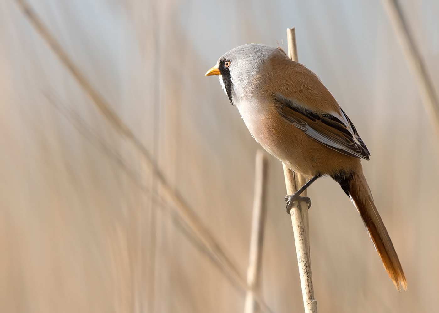 Bartmeise (Panurus biarmicus)