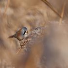 Bartmeise  (Panurus biarmicus)