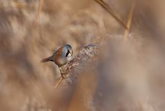 Bartmeise  (Panurus biarmicus)