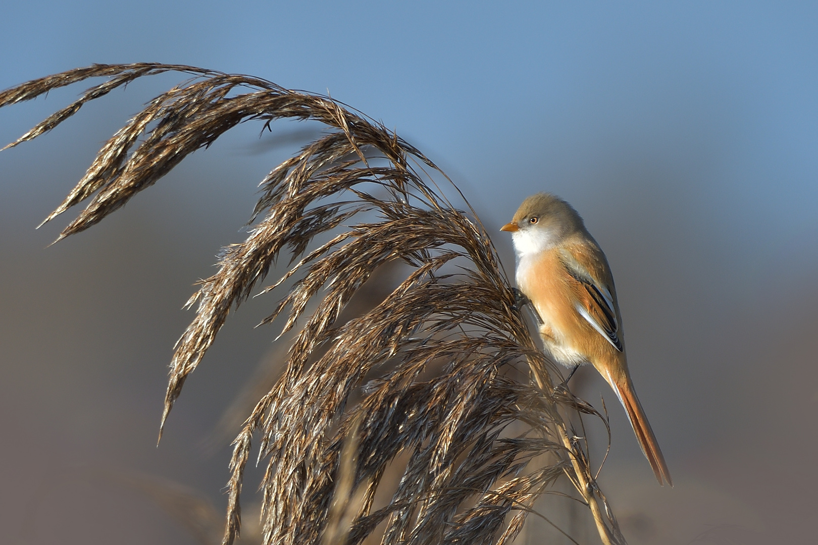 Bartmeise (Panurus biarmicus)