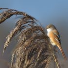 Bartmeise (Panurus biarmicus)