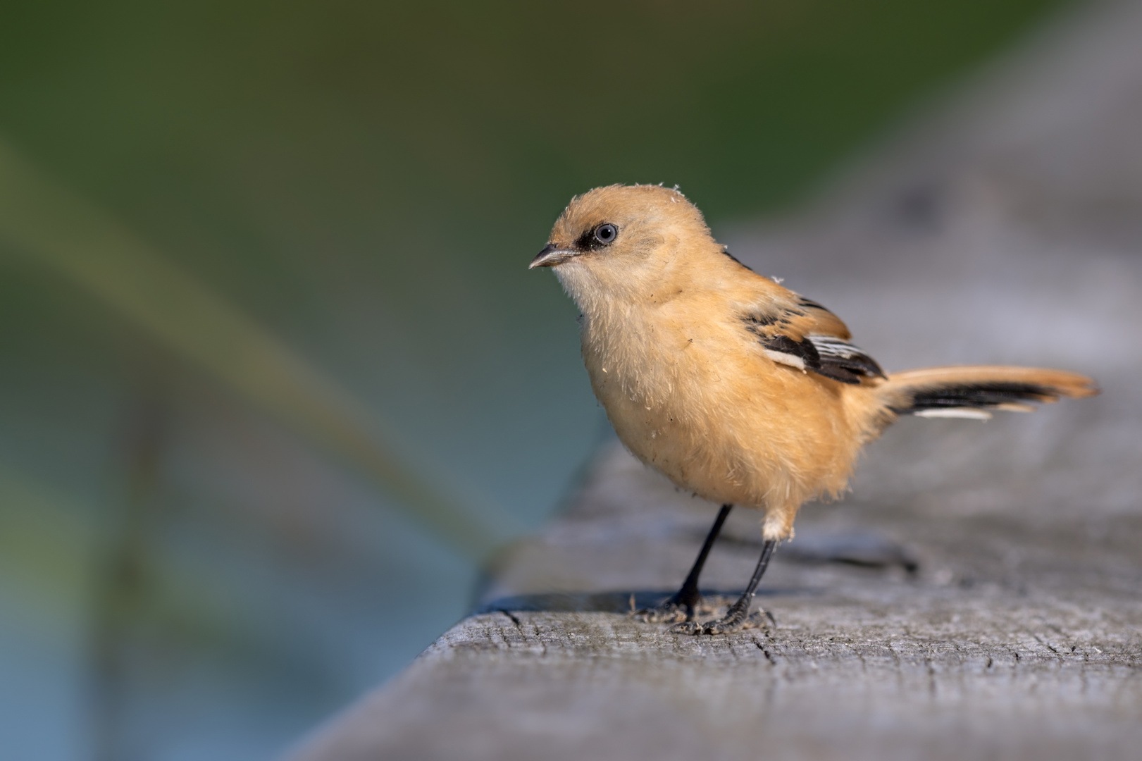 Bartmeise (Panurus biarmicus)