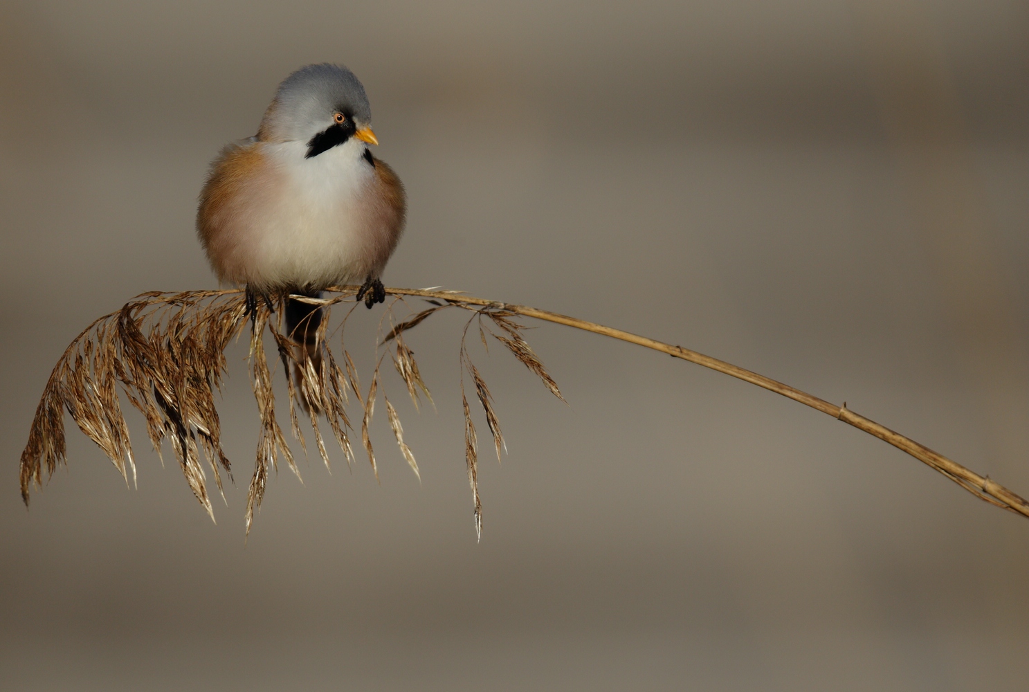 Bartmeise (Panurus biarmicus)