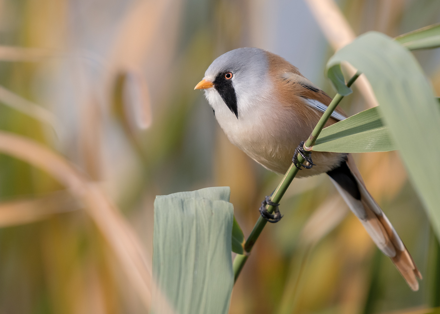 Bartmeise (Panurus biarmicus)