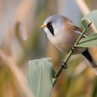 Bartmeise (Panurus biarmicus)