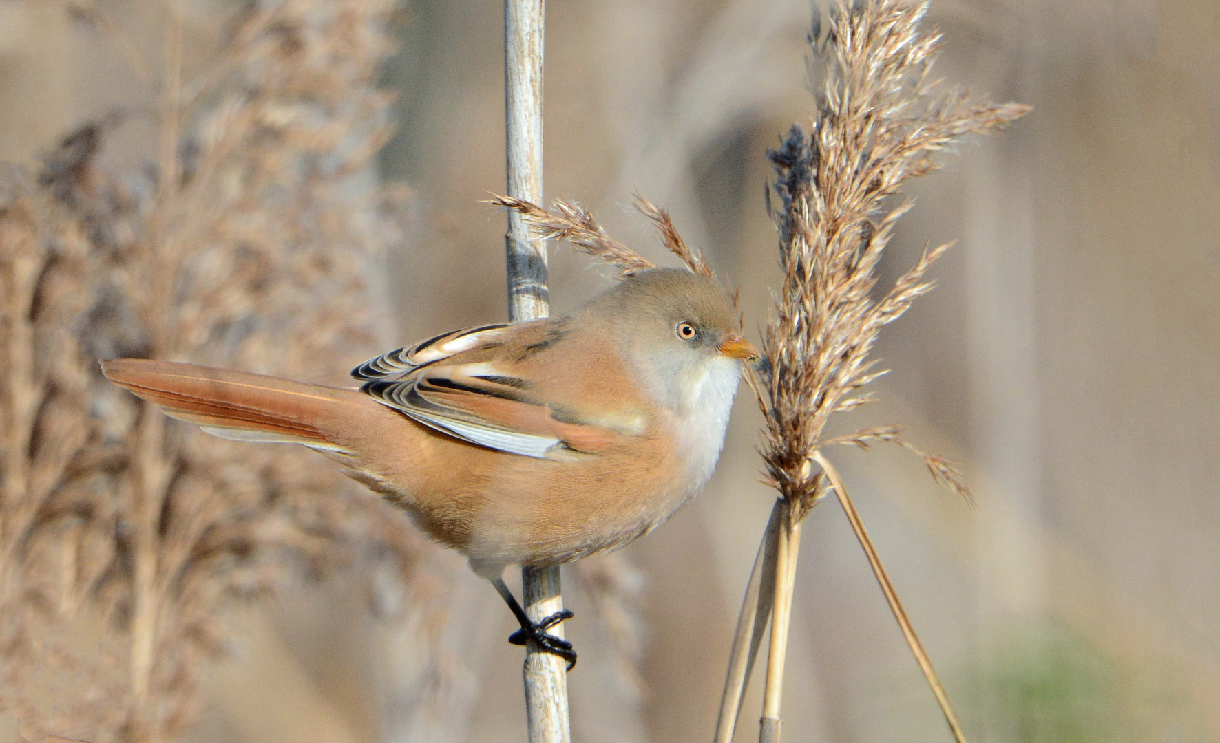 Bartmeise (Panurus biarmicus)