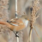 Bartmeise (Panurus biarmicus)