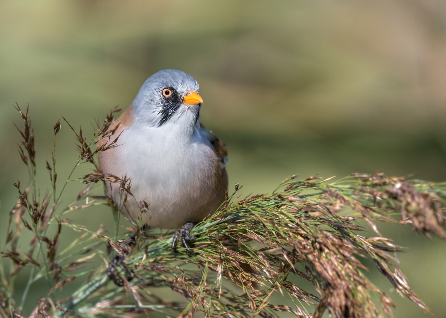 Bartmeise (Panurus biarmicus)