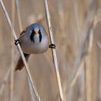 Bartmeise | Panurus biarmicus ... frontaler Blick 