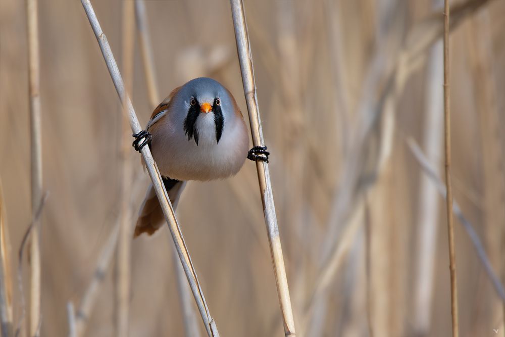 Bartmeise | Panurus biarmicus ... frontaler Blick 