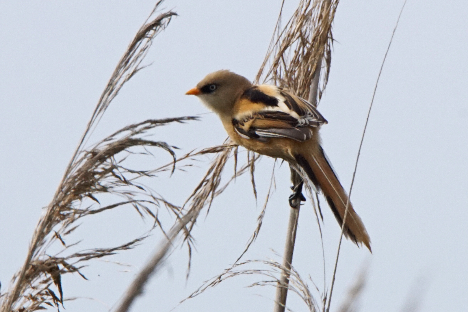 Bartmeise (Panurus biarmicus), Jungvogel