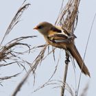 Bartmeise (Panurus biarmicus), Jungvogel