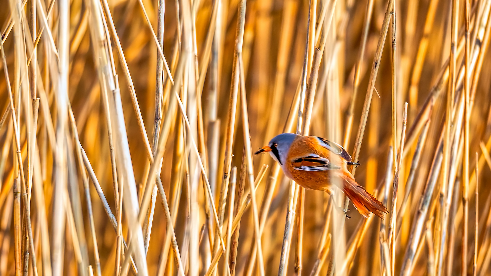 Bartmeise, Panurus biarmicus (Männchen) (2)