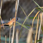 Bartmeise /Panurus biarmicus Männchen