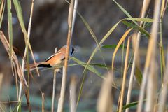 Bartmeise /Panurus biarmicus Männchen