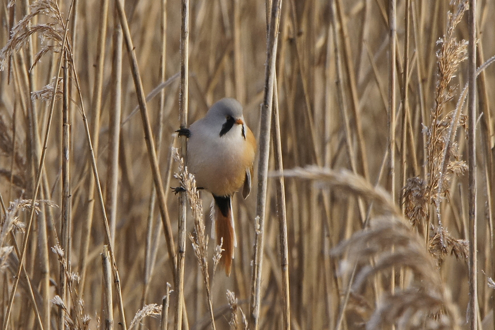 Bartmeise (Panurus biarmicus), Männchen