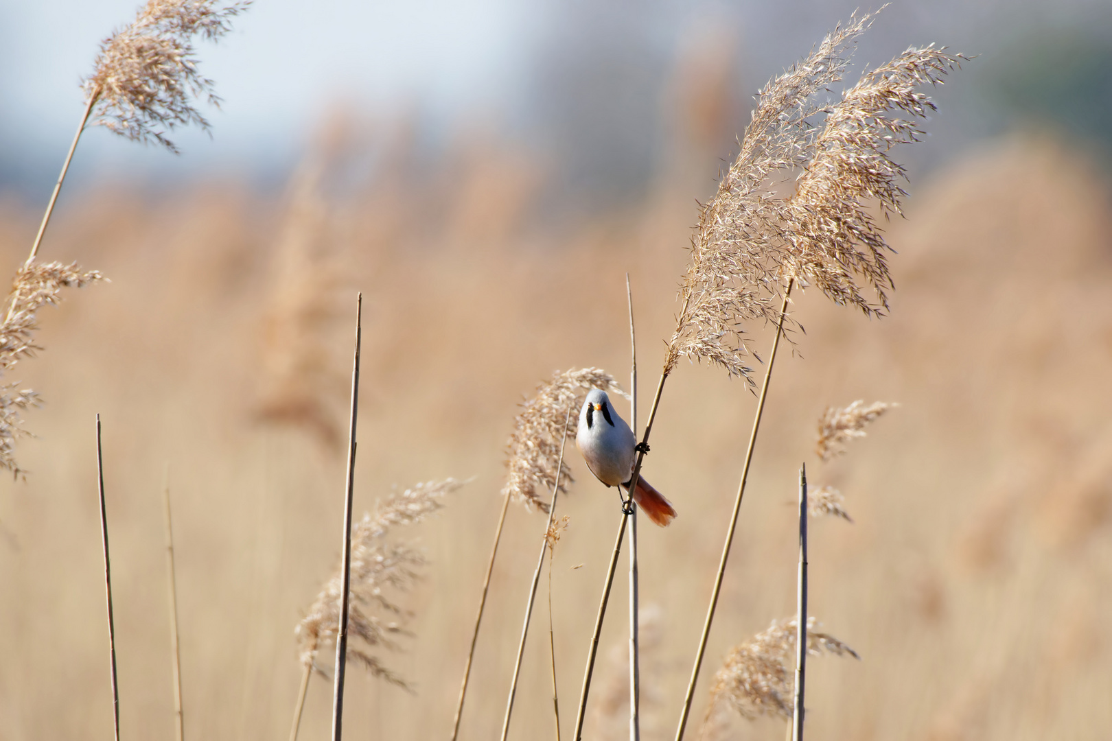 Bartmeise (Panurus biarmicus) Minimalistisch