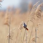 Bartmeise (Panurus biarmicus) Minimalistisch