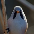 Bartmeise (Panurus biarmicus) Portrait