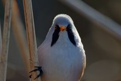 Bartmeise (Panurus biarmicus) Portrait