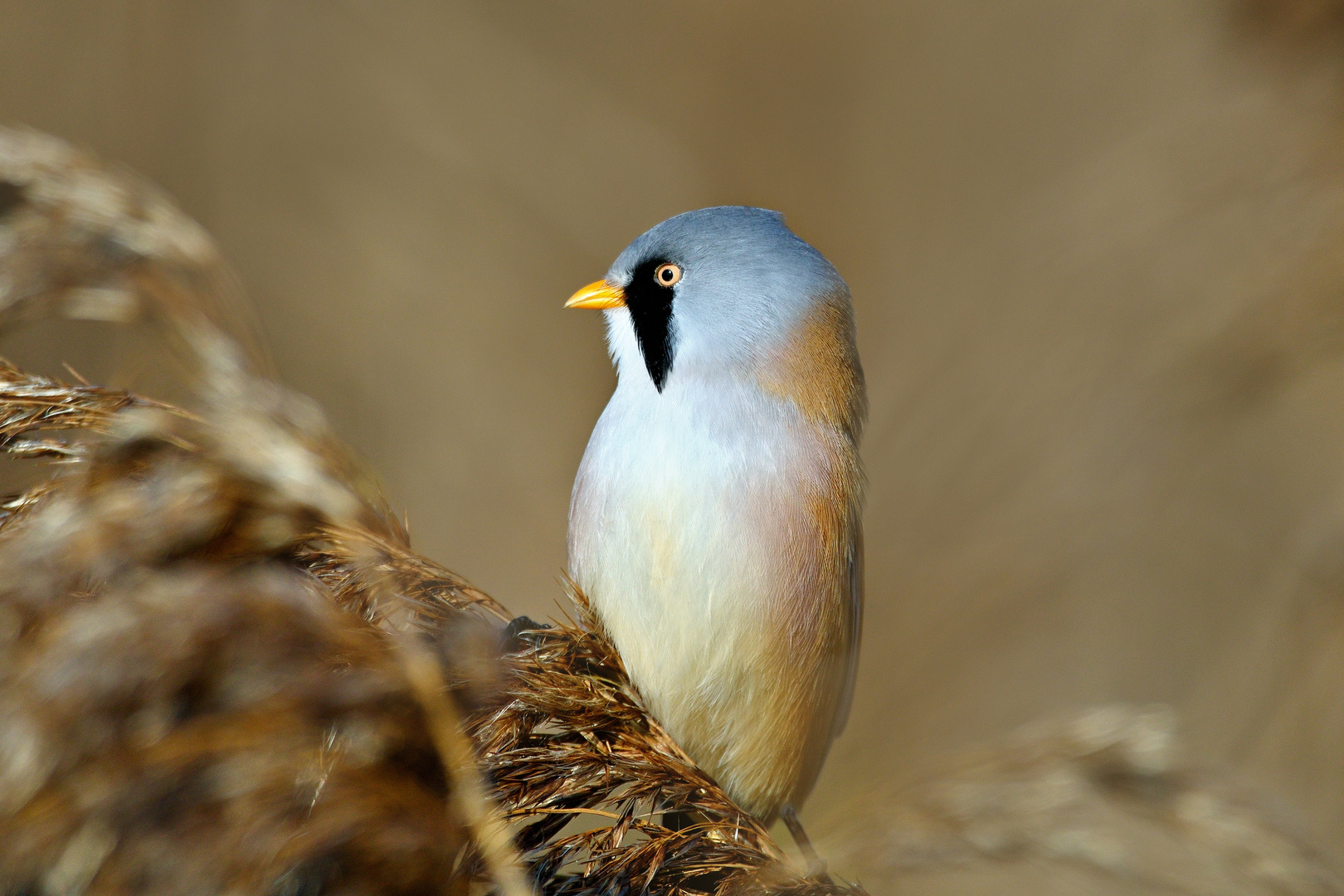 Bartmeise (Panurus biarmicus) - Portrait 