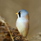 Bartmeise (Panurus biarmicus) - Portrait 