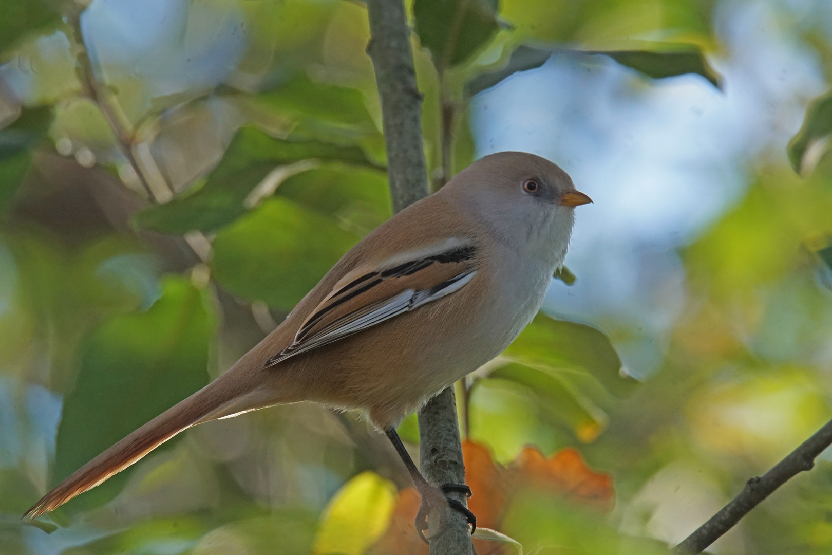 Bartmeise (Panurus biarmicus), Weibchen