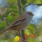 Bartmeise (Panurus biarmicus), Weibchen